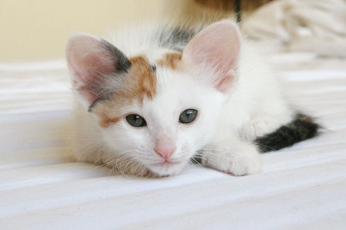 Kitty Toys