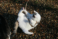 Photo Credit: Baloochester (flickr) How do I get out of this harness?